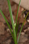 Wildenow's sedge